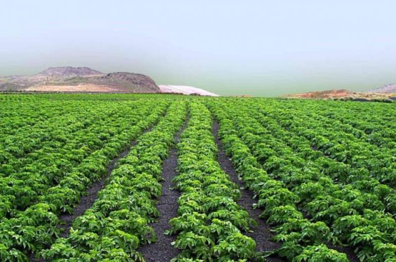 EN 10 AÑOS SALDRÁN DEL MERCADO 15 MIL HAS DE ESPARRAGUERAS EN PERÚ