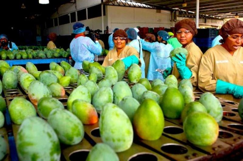 EN 10% AUMENTARÍA ENVÍO DE MANGO FRESCO A EE.UU. EN PRÓXIMAS TRES CAMPAÑAS