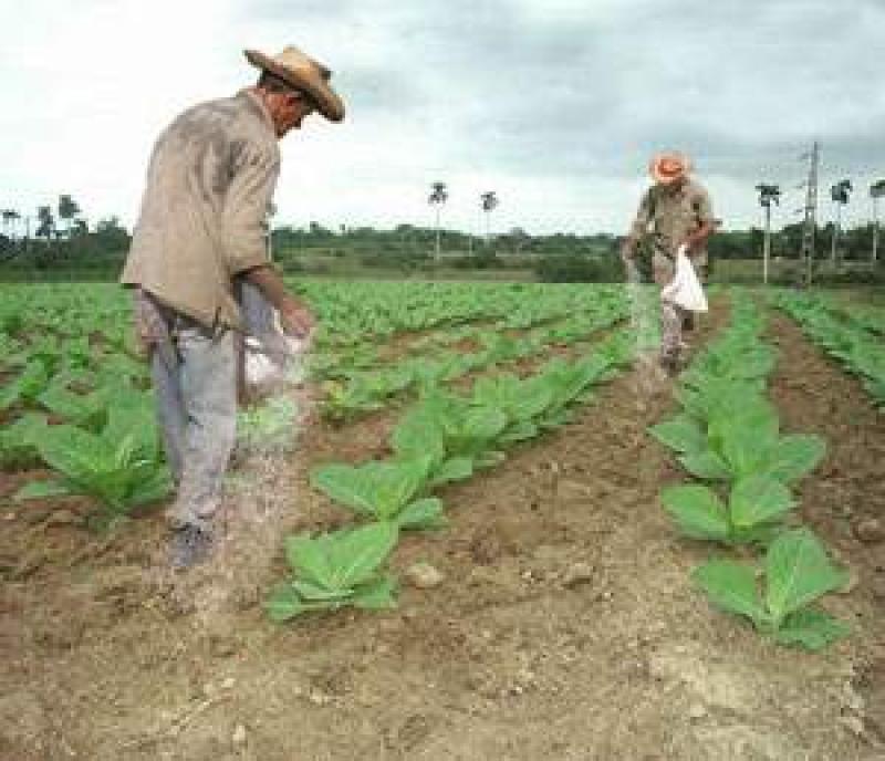 EN 18 AÑOS EL USO DE FERTILIZANTES QUÍMICOS SE INCREMENTÓ 50%