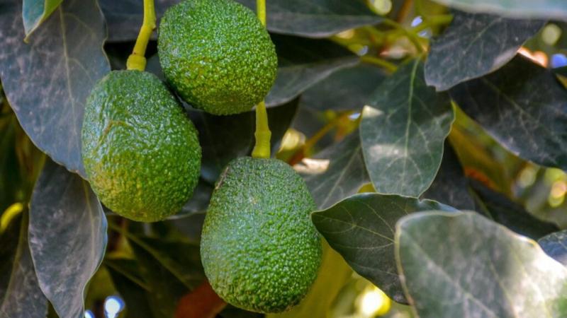 En 2024, Perú exportó 571,470.8 toneladas de palta por US$ 1.250 millones a más de 67 países, posicionándose como el segundo mayor exportador mundial de palta