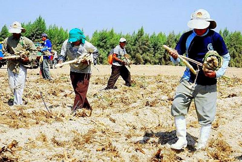 EN CAÑA BRAVA LOS PRODUCTORES GANAN HASTA S/.7 ADICIONALES POR TM