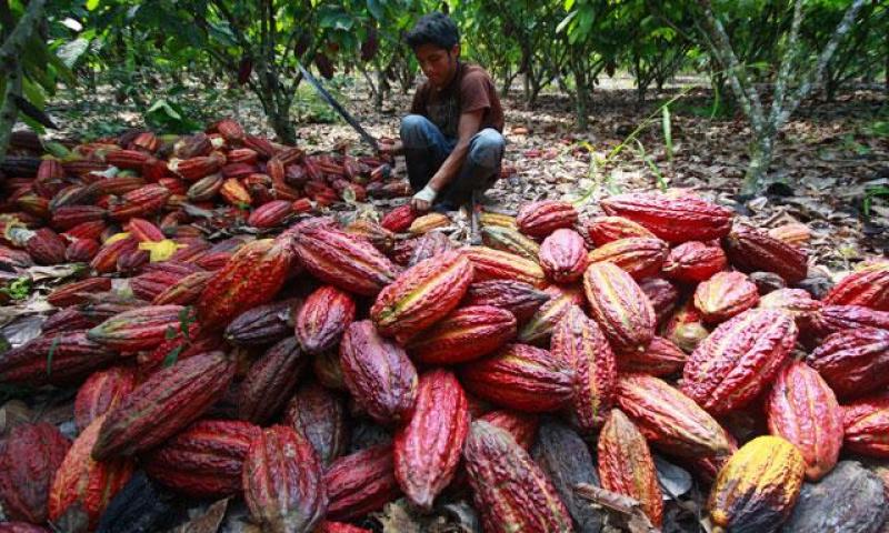 EN DOS AÑOS ENTRARÍAN A PRODUCIR 50 MIL NUEVAS HECTÁREAS DE CACAO
