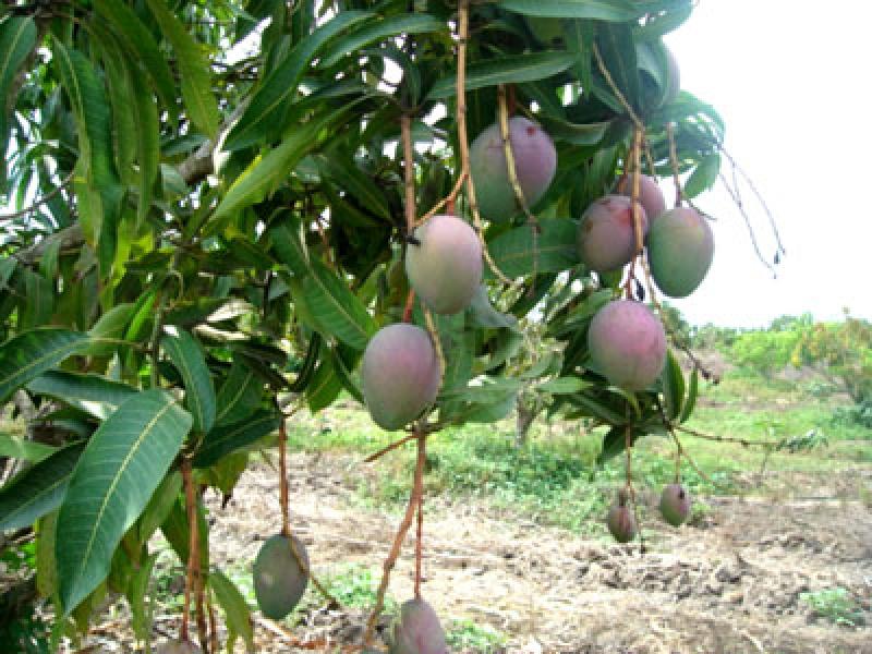 En la presente campaña no habrá mangos de calibres grandes para exportar a Estados Unidos