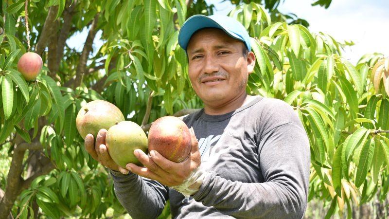 En México existen 53.873 productores de mango, de los cuales el 70% son pequeños productores de menos de 5 Hectáreas.