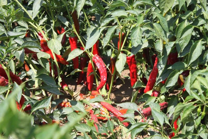 EN PRÓXIMOS TRES AÑOS EXPORTACIÓN DE CAPSICUM SUPERARÍA LOS US$ 500 MILLONES