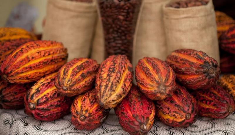 En Quillabamba, hasta el 70% de la producción de cacao podría estar afectada por el   mazorquero