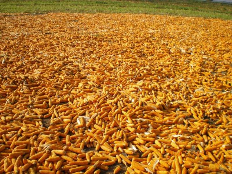 EN UN 40% INCREMENTARÁN SEMBRÍOS DE MAÍZ AMARILLO DURO