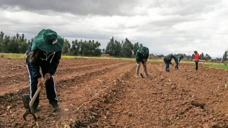 Encuesta Nacional de Intenciones de Siembra alcanzaría las 2.115.094 hectáreas en la campaña agrícola 2025/2026