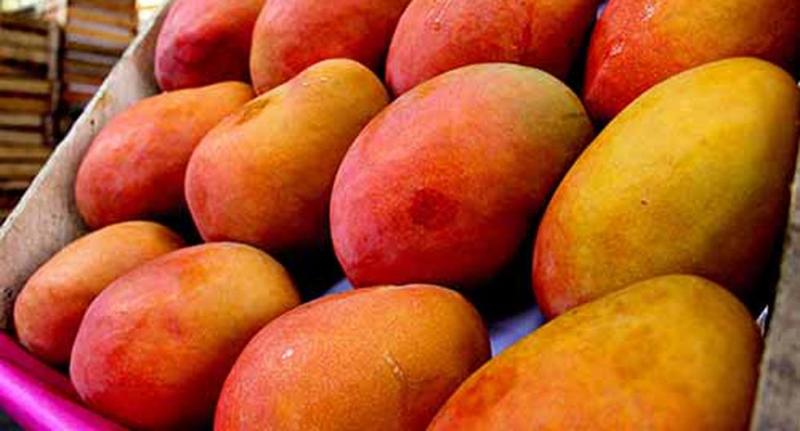 Enero: exportaciones peruanas de mango llegaron a US$ 70.8 millones