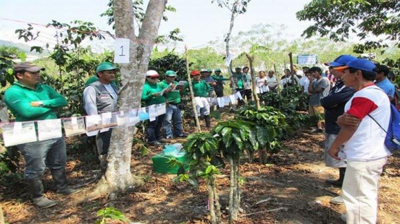 ENTIDADES QUE TRABAJAN PARA EL DESARROLLO DEL CAFÉ DEBEN HACERLO DE MANERA CONSENSUADA