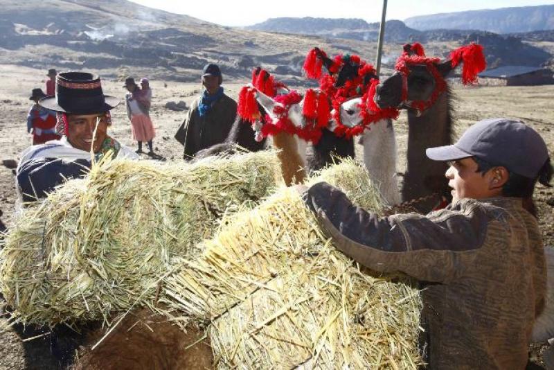 ENTREGAN 20 MIL PACAS DE HENO A ALPAQUEROS