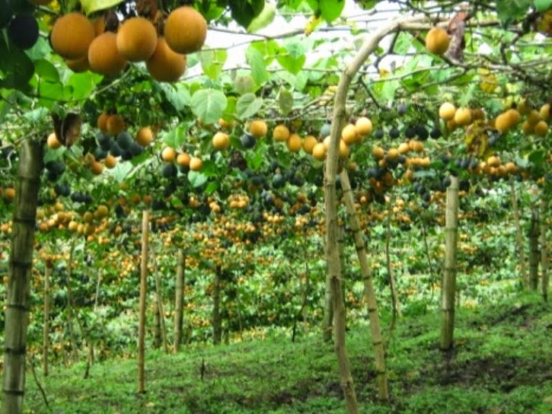 Entregan 5 mil plantones de maracuyá al distrito de Cachicadán