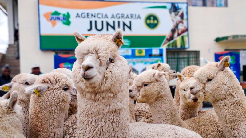 Entregan alpacas de alta calidad genética a la región Junín