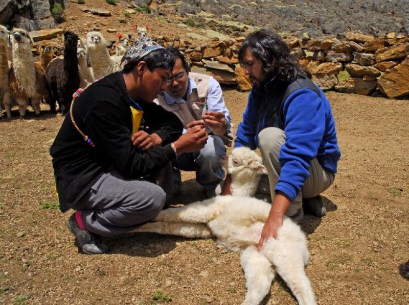 ENTREGARÁN ANTIBIOTICOS PARA ANIMALES AFECTADOS POR BAJAS TEMPERATURAS