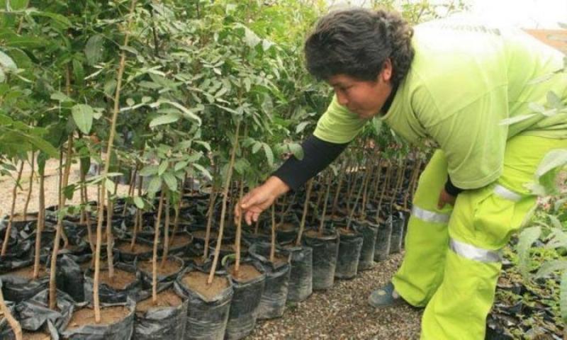 Entregarán un millón de plantones para reforestación