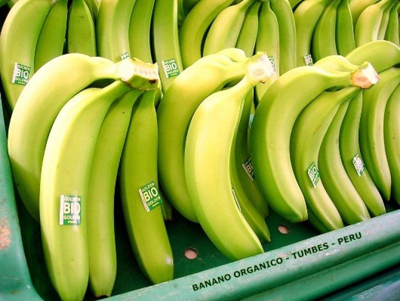 ENVÍO DE BANANO ORGÁNICO A PAÍSES BAJOS CRECIÓ 29%