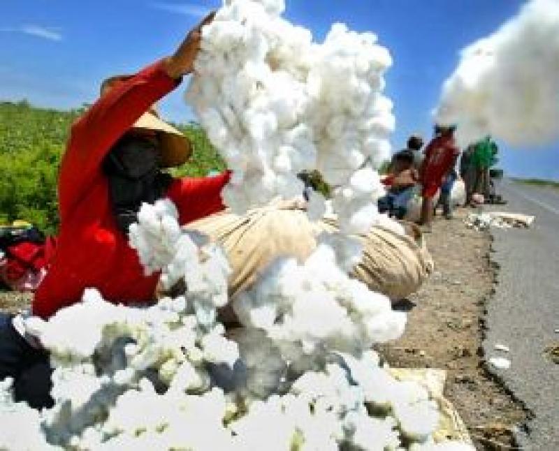 ENVÍOS DE ALGODÓN TANGUIS CAYERON 38% EN EL PROMEDIO MENSUAL