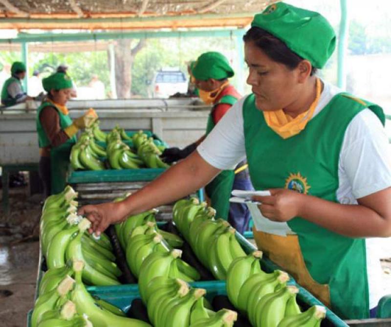 ENVÍOS DE BANANO ORGÁNICO CRECEN 28% 