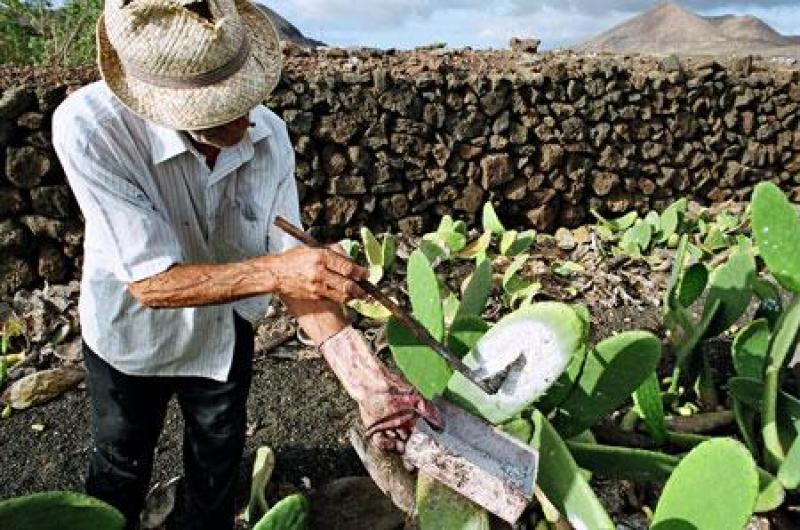 ENVÍOS DE COCHINILLA EN LACA Y CARMÍN SUFRIERON UNA CAÍDA DE 56% Y 69%