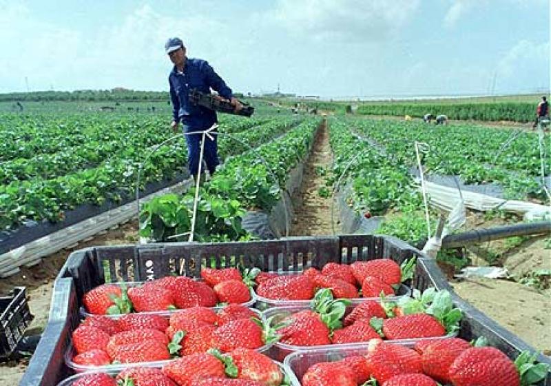 ENVÍOS DE FRESA SE DUPLICARON DURANTE LOS PRIMEROS 5 MESES DEL 2013