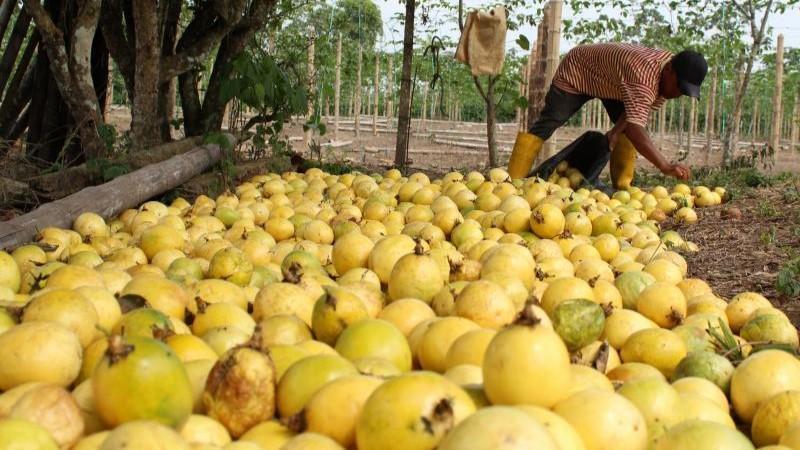Envíos de maracuyá sumaron US$ 31.418.000 entre enero y mayo de este año, reflejando un aumento de 33.7%