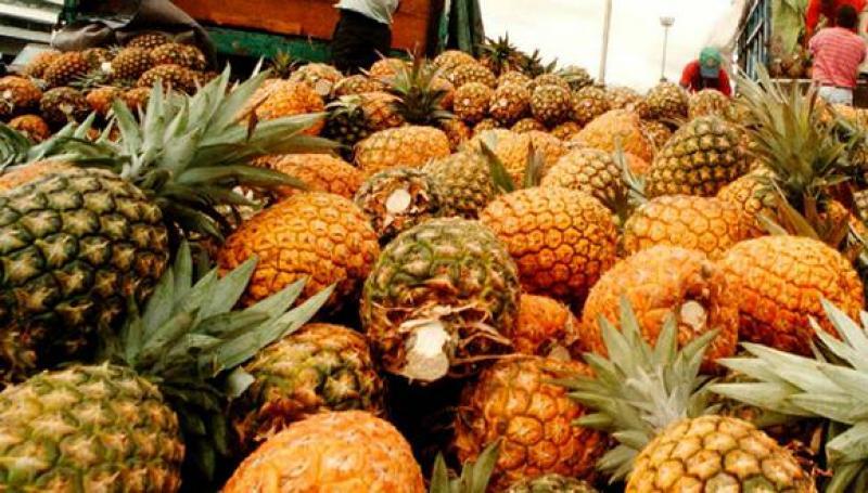 Envíos de piña sumaron 1.999 toneladas por US$ 5.2 millones en el segundo trimestre del 2024, reflejando un crecimiento de +218% en volumen y +103% en valor