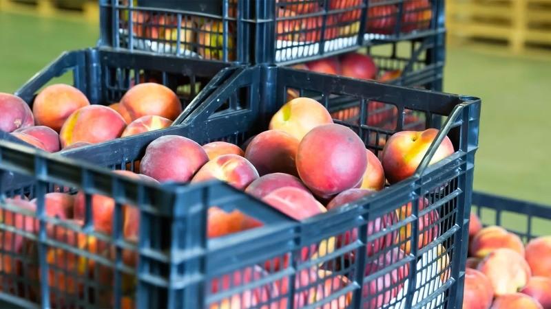 Escala o especialización: los dos caminos del negocio mayorista hortofrutícola europeo