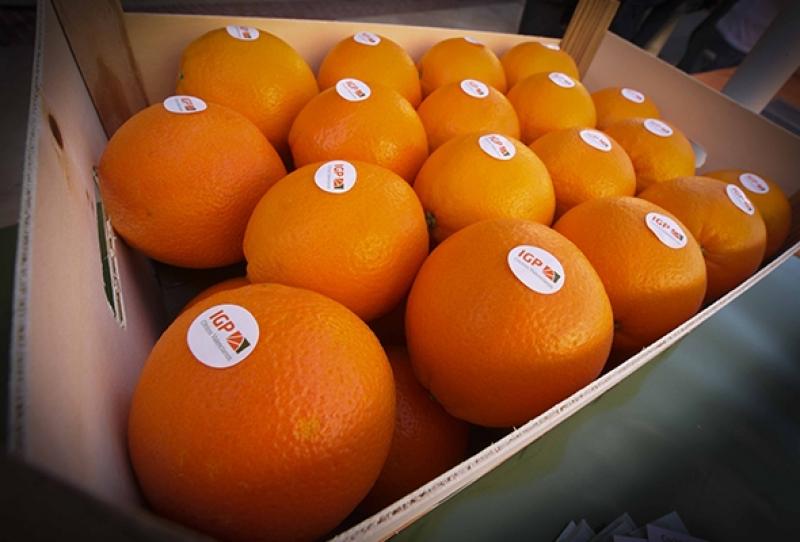 ESPAÑA INICIA NEGOCIACIONES PARA EL INGRESO DE SUS  NARANJAS AL MERCADO PERUANO