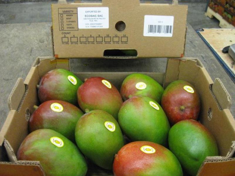 ESPERAN MEJORES PRECIOS PARA EL MANGO DEBIDO A MENOR OFERTA 