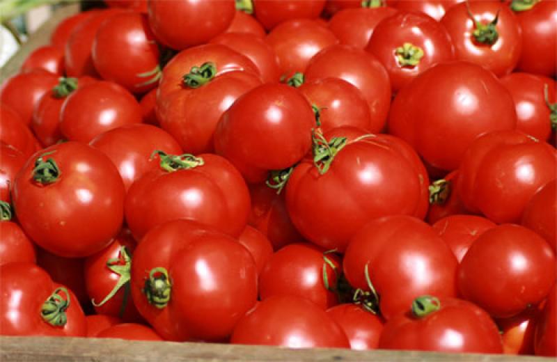 ESTABLECEN REQUISITOS FITOSANITARIOS PARA IMPORTACIÓN DE TOMATE SECO DE TURQUÍA