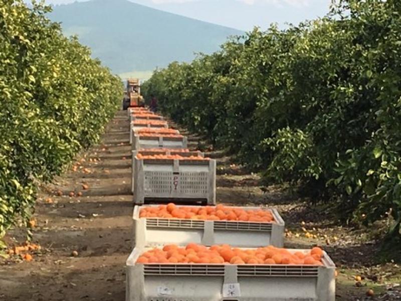 ESTADOS UNIDOS: PRODUCCIÓN DE MANDARINAS EN CALIFORNIA CRECIÓ ENTRE 40% Y 50%