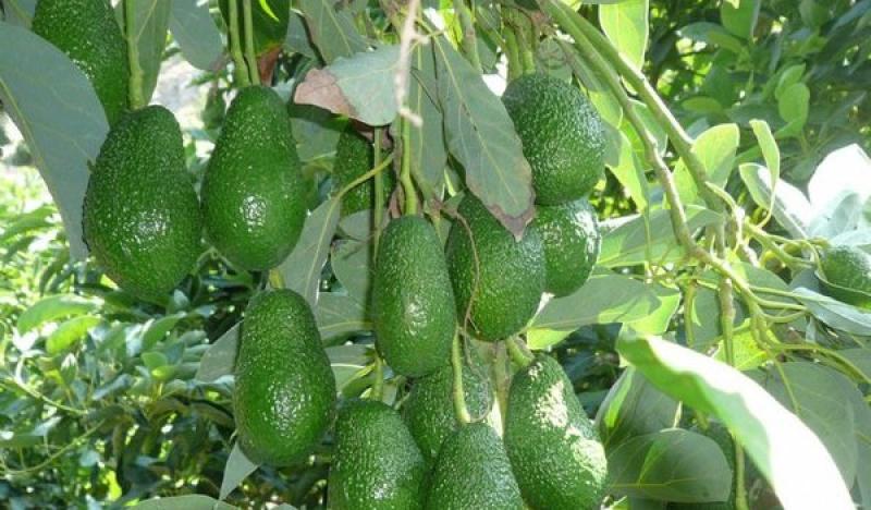 Este año 4 mil hectáreas de palta Hass instaladas en Olmos entrarán en producción