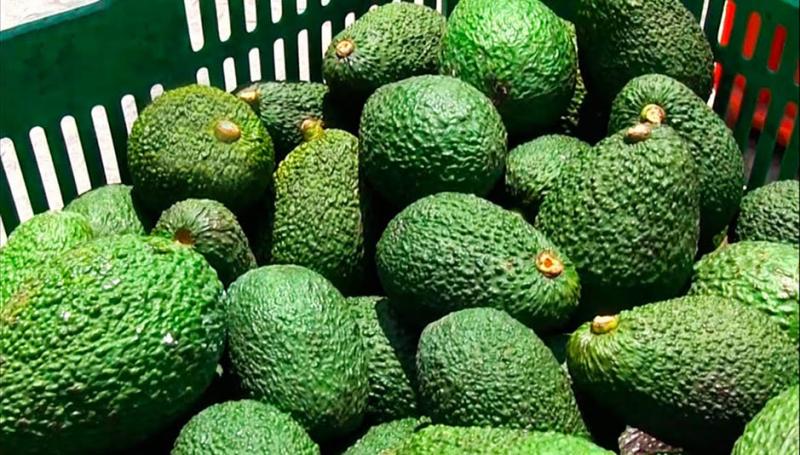 Este año se sumaron a la producción de palta 2.000 nuevas hectáreas en el norte