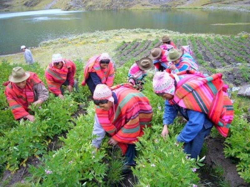 ESTE AÑO SIERRA EXPORTADORA DISPONDRÁ DE S/.19 MILLONES DE PRESUPUESTO