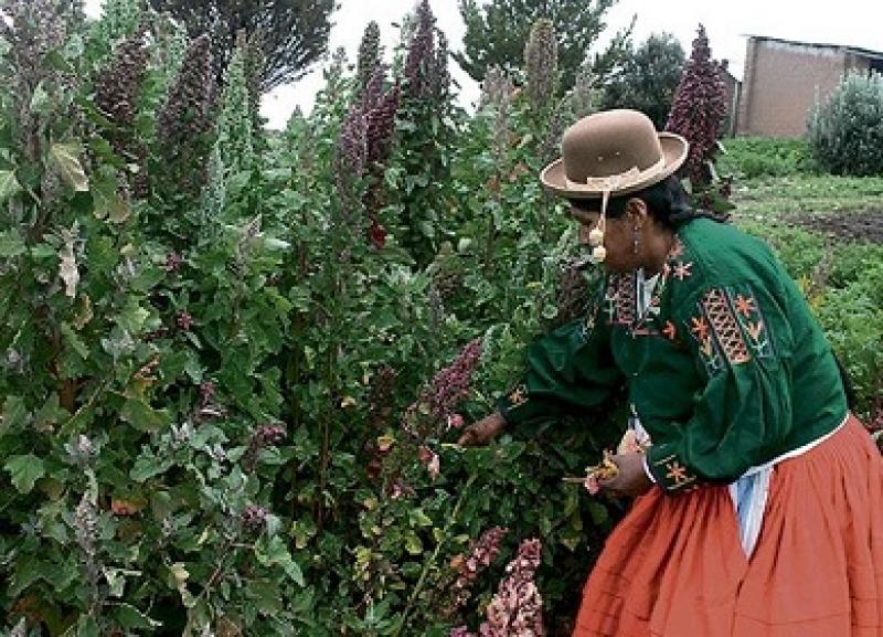 Estudian variedad de quinua resistente al cambio climático