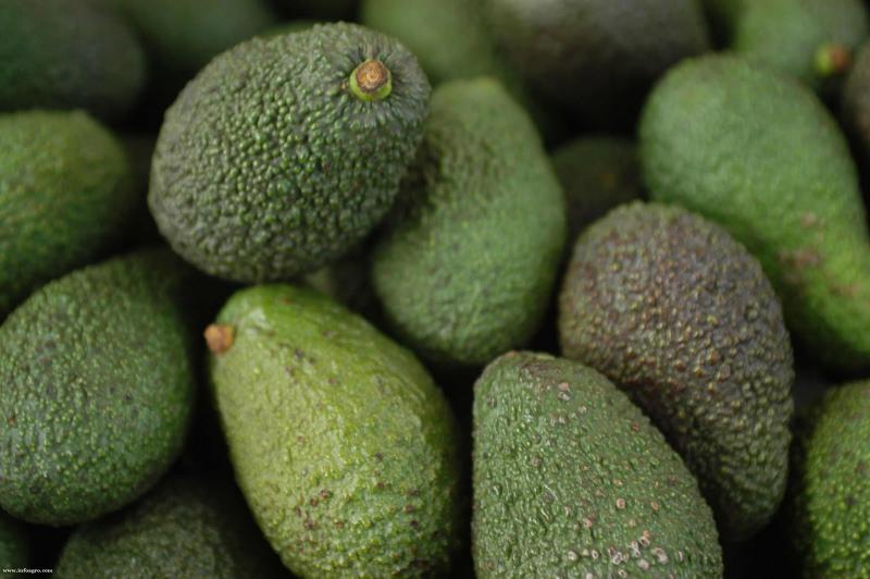 Europa es el principal mercado para la palta chilena