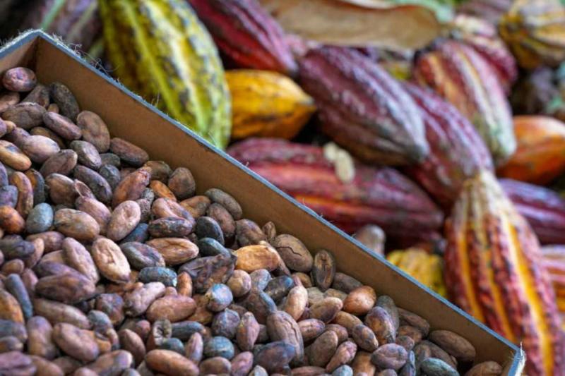 Europeos castigan a productores de cacao peruano con un tercio del precio