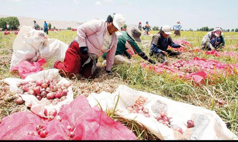 EVALUAN COMPRA DE DEUDA DE AGRICULTORES AFECTADOS POR HUELGA