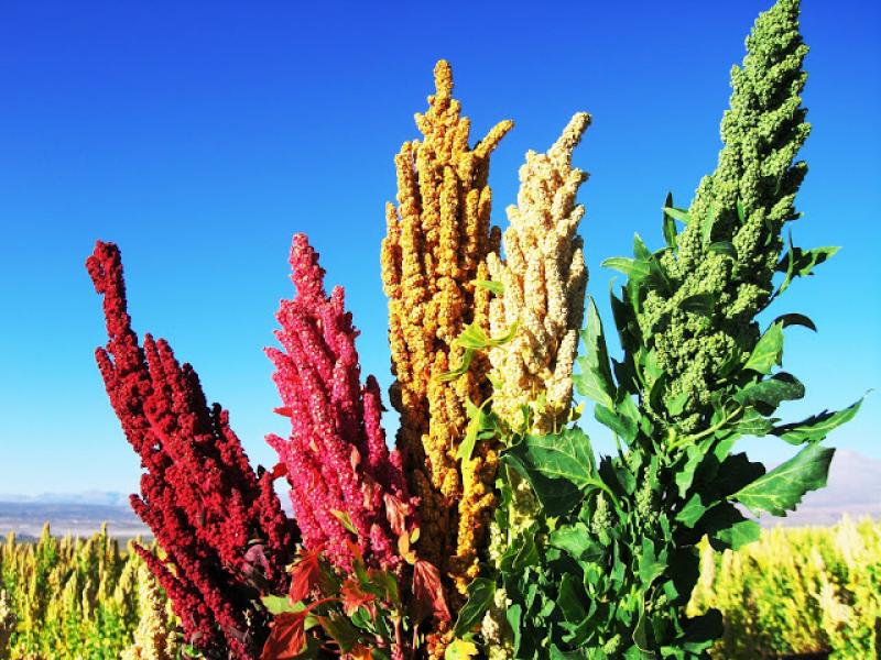EVALÚAN VARIEDADES DE QUINUA CON MEJOR ADAPTACIÓN EN REGIONES PRODUCTORAS 