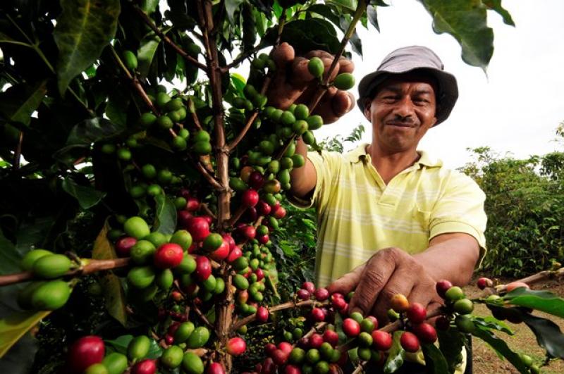 EXISTEN OPORTUNIDADES PARA CULTIVO Y COMERCIO EXTERNO DE CAFÉS GOURMET