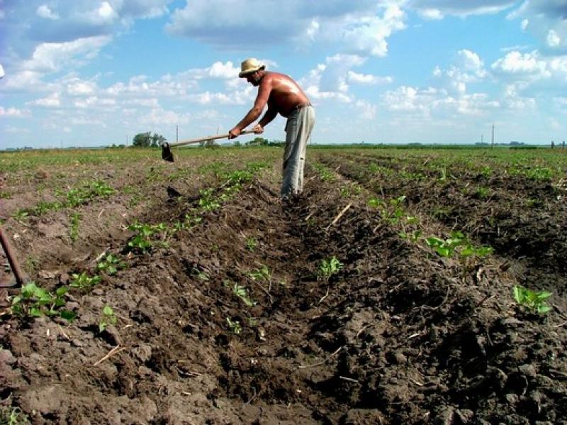 ÉXITO DE INVERSIÓN EXTRANJERA DEPENDE DE IMPLICANCIA DE AGRICULTORES LOCALES