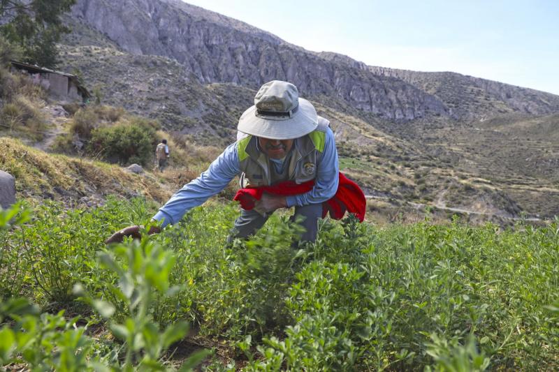 Expectativa de siembra para la campaña agrícola 2023/2024 es 6.5% mayor en comparación con el promedio de las últimas 5 campañas agrícolas, pese a la proximidad del fenómeno El Niño