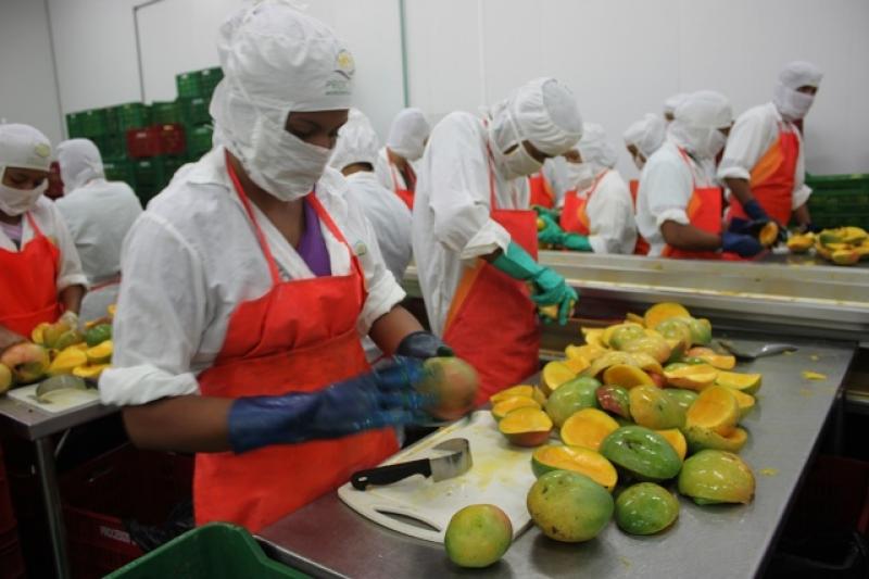 EXPERTOS EN CULTIVO DE MANGO DE CHILE, ECUADOR Y PERÚ SE REÚNEN HOY EN PIURA