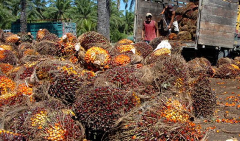 EXPORTACIÓN DE ACEITE CRUDO DE PALMA CAERÍA EN 61% ESTE AÑO