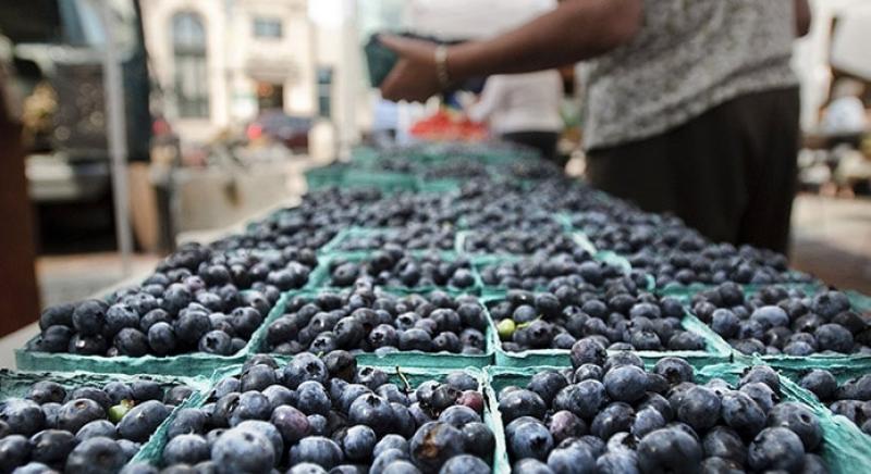 Exportación de arándanos creció hasta los US$ 76.6 millones en el primer bimestre