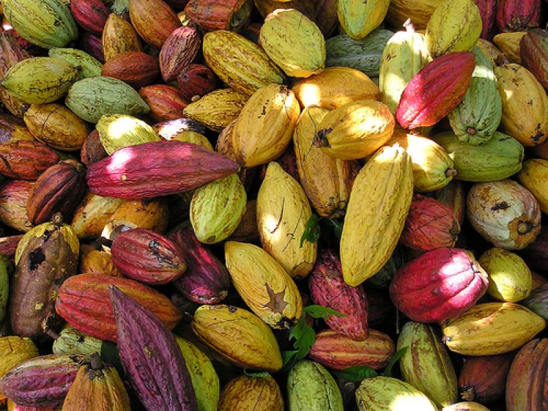 EXPORTACIÓN DE CACAO EN GRANO CRECIÓ 24%