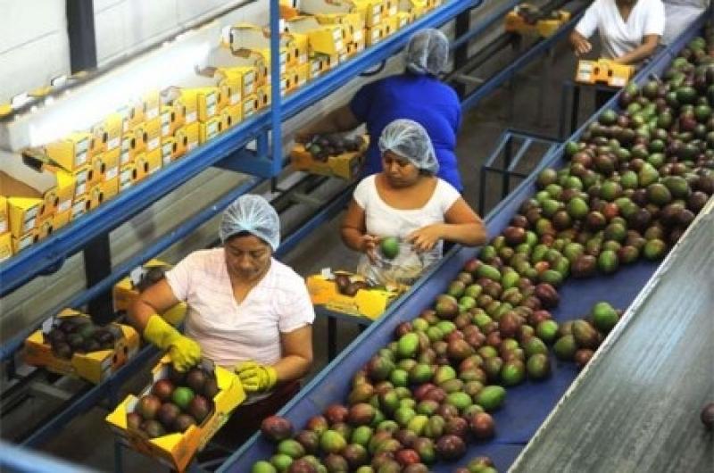 EXPORTACIÓN DE MANGOS A ESTADOS UNIDOS CRECERÍA DE MANERA SOSTENIDA