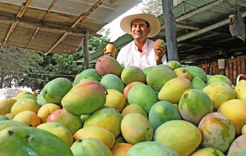 Exportación de mangos en conserva alcanzó casi los US$ 14 millones