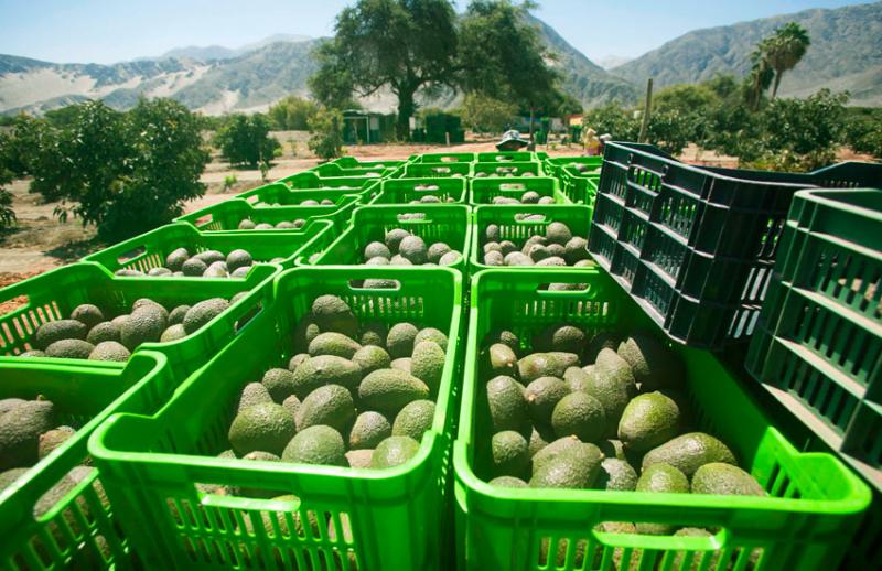 EXPORTACIÓN DE PALTA CRECIÓ MÁS DE 13 VECES EN VALOR EN LA ÚLTIMA DÉCADA