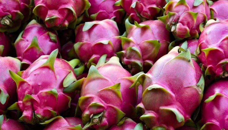 Exportación de pitahaya pinta bien